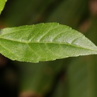 Eclipta prostrata (L.) L.